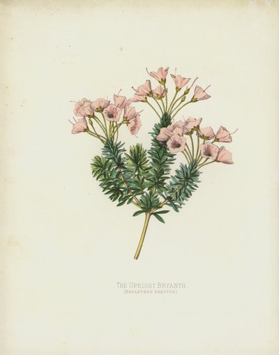 The Upright Bryanth by English School
